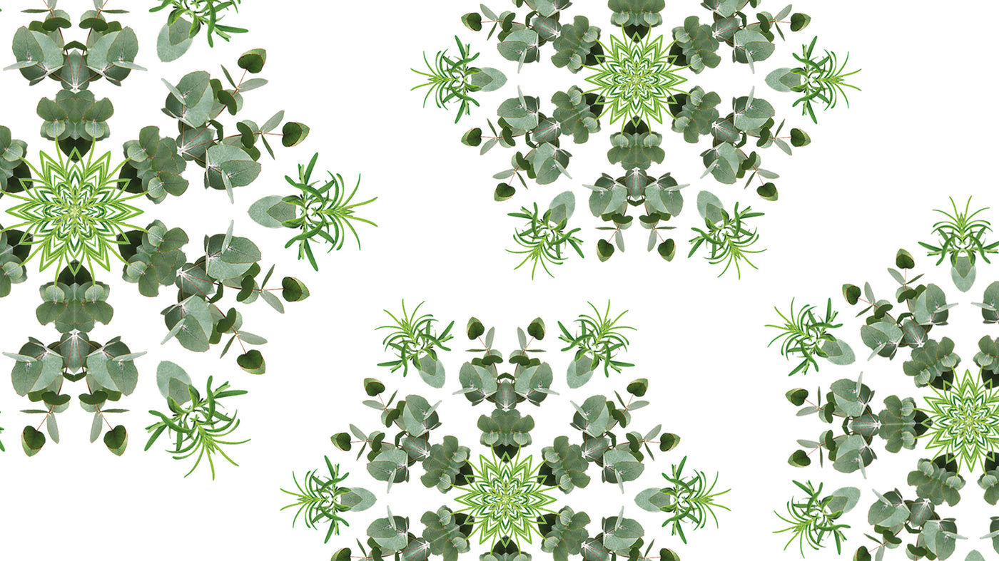 Fresh Eucalyptus