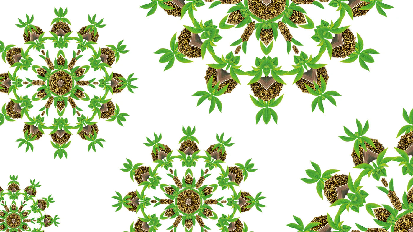 Imperial Green Tea